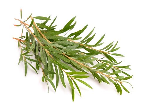 Tea Tree Essential Oil