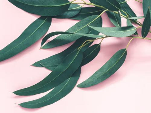 Eucalyptus Essential Oil