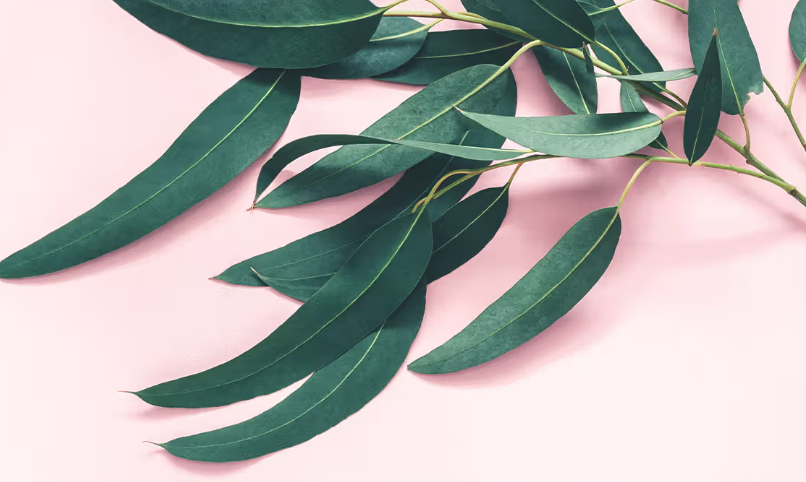 eucalyptus