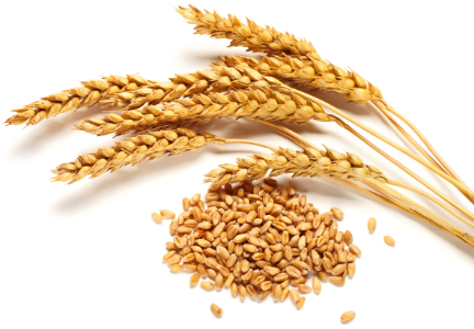 Hydrolysed Wheat Protein(Powder)
