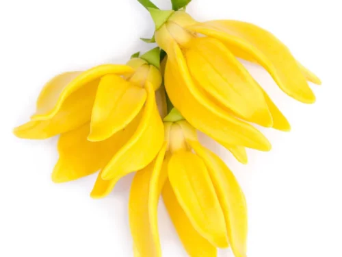 Ylang Ylang
